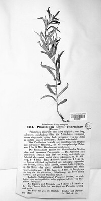 Schizothyrioma ptarmicae image